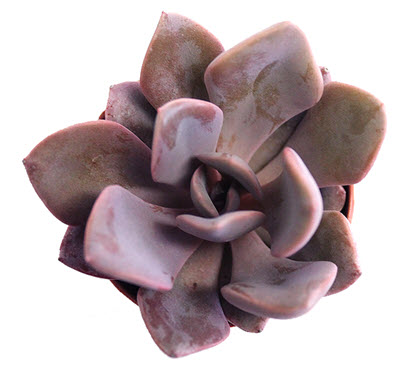1" Echeveria Debbie